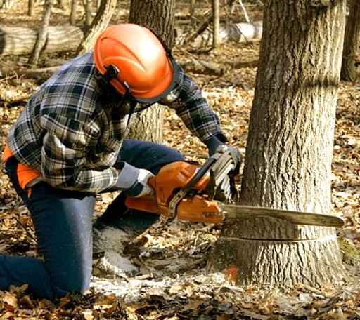 Tree Removal in Hamburg, LA